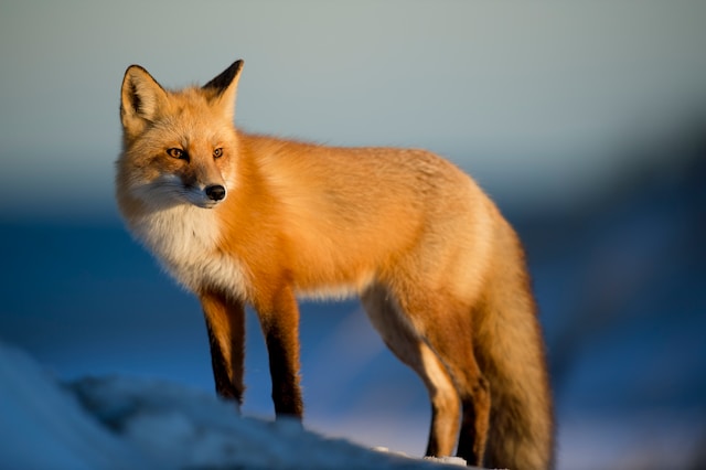 FOX-1